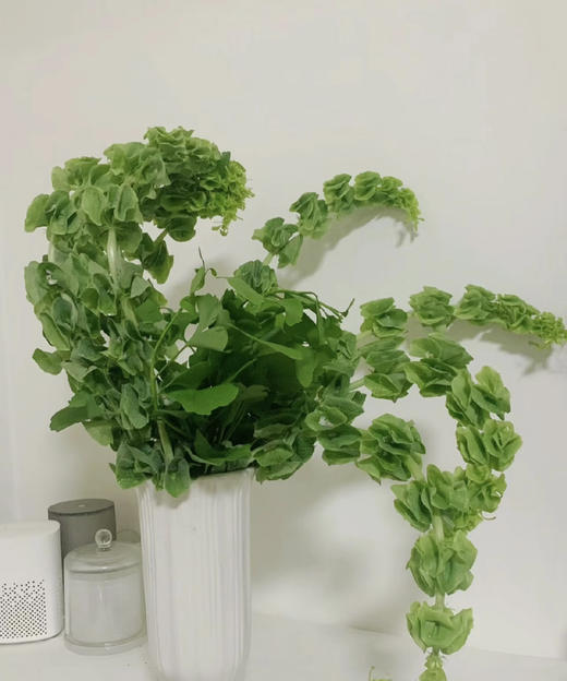 【妩媚多娇】贝壳草  若干枝/扎 商品图3