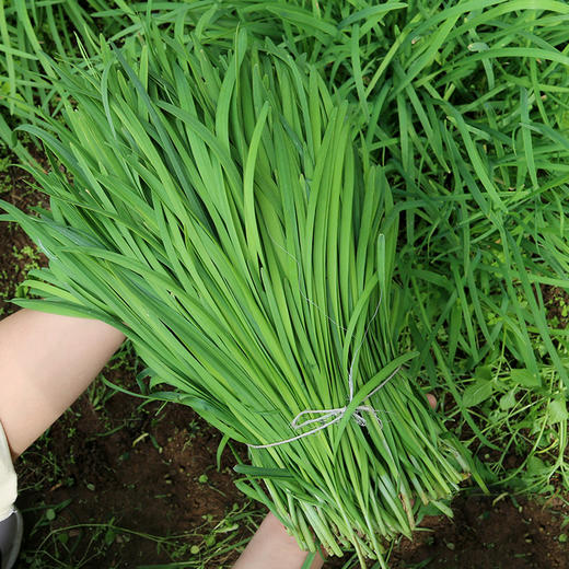 每日现割  农家韭菜 鲜嫩  色泽深绿  香味浓郁  做馅佳品  350g 商品图6