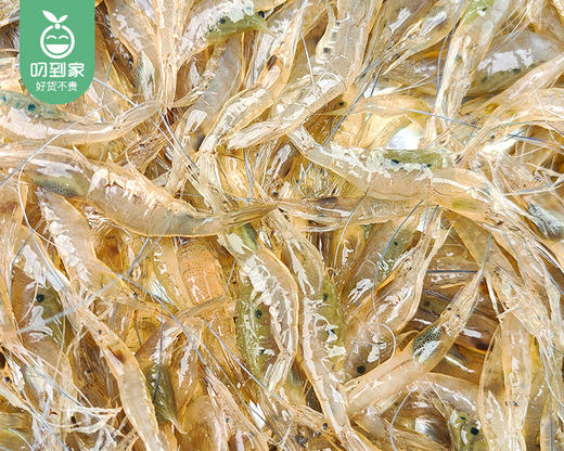 漳浦活冻小河虾/1份（约250g） 商品图4