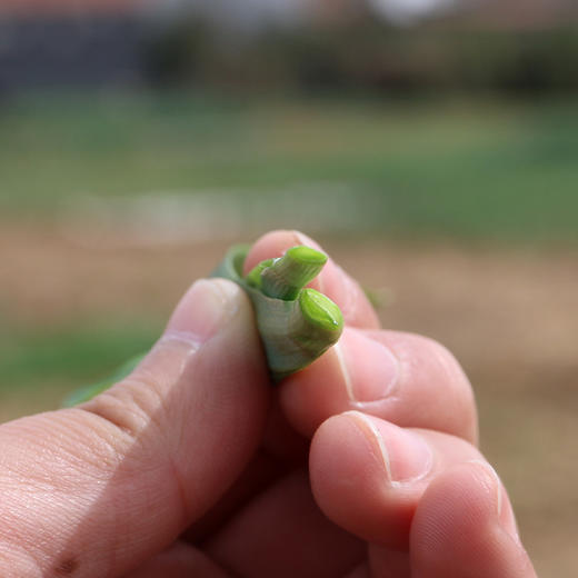 每日现割  农家韭菜 鲜嫩  色泽深绿  香味浓郁  做馅佳品  350g 商品图5