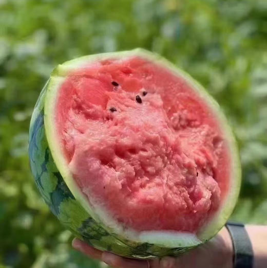 【南汇8424西瓜🍉】天气☁️越来‮热越‬了，又到了吃西‮消瓜‬暑的好时候！皮薄、肉脆、汁多、糖分高，是属于夏天‮味的‬道～ 商品图6