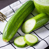 【水果黄瓜】山东水果黄瓜   脆嫩清甜 商品缩略图2