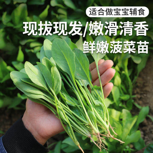 每日现摘  密农人家菠菜苗  口感鲜嫩  适合做宝宝辅食 300g 商品图0