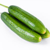 【水果黄瓜】山东水果黄瓜   脆嫩清甜 商品缩略图4