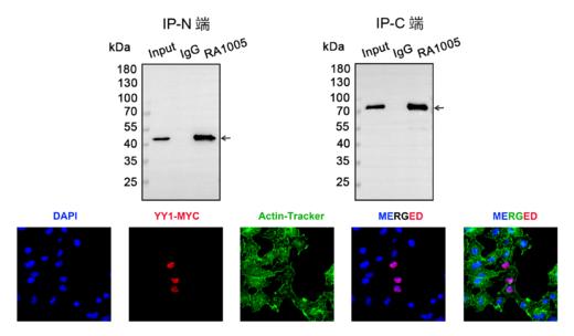 Myc Tag Mouse mAb 商品图4