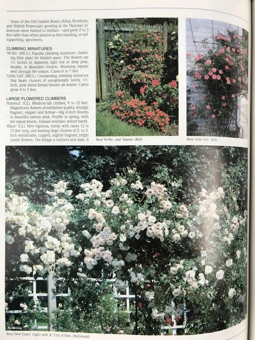 国家植物园精品园林植物名录 数百幅彩色插图 精装16开 商品图12