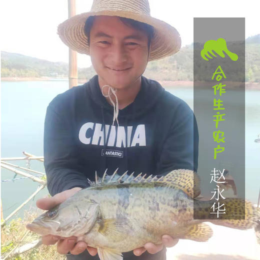 生态牛尾巴鱼（临期折扣） | 合作生产 * Eco- pseudobagrid| Coproduction 商品图1