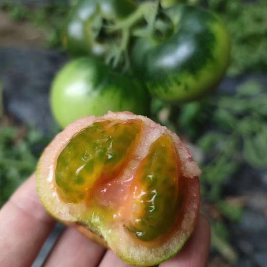 辽宁盘锦铁皮脆柿儿时口味不变  顺丰包邮个别地区加5元运费 商品图2