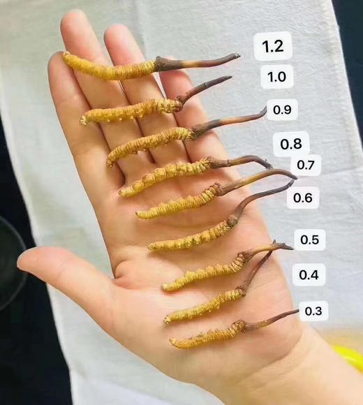 野生高海拔新鲜冬虫夏草（玉树）| 合作生产 * Yushu high altitude fresh Cordyceps sinensis | Partner Production 商品图5