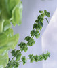 【妩媚多娇】贝壳草  若干枝/扎 商品缩略图5