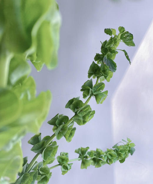 【妩媚多娇】贝壳草  若干枝/扎 商品图5