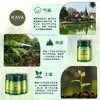 【原装进口】泰国KAVAGOOD卡瓦库德青草膏1盒（15g*3） 商品缩略图5