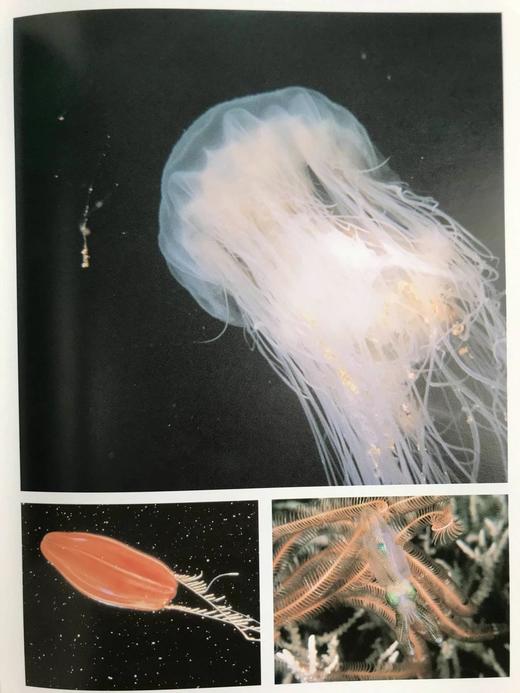 海洋生命图集 数百幅彩色插图 平装大16开 商品图9