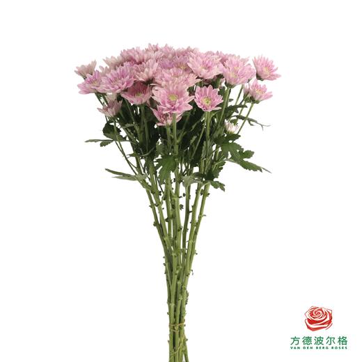 市场自采多头小菊-神仙粉 商品图2