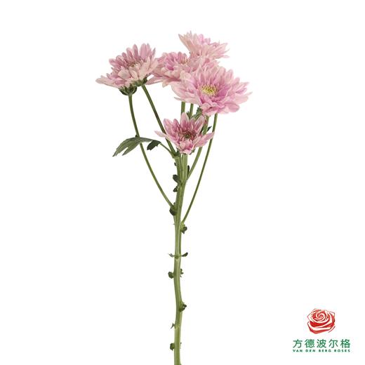 市场自采多头小菊-神仙粉 商品图3