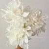 布雷明顿博士芍药5支 商品缩略图0