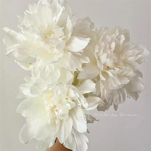 布雷明顿博士芍药5支 商品图0