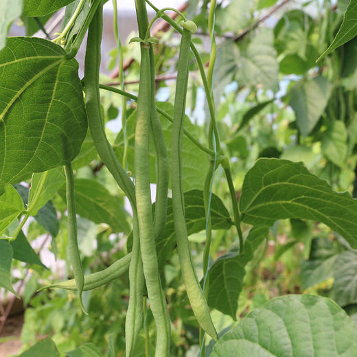 每日现摘  农家种植蛇豆角  口感紧实  适合煸炒  豆角  400g 商品图3