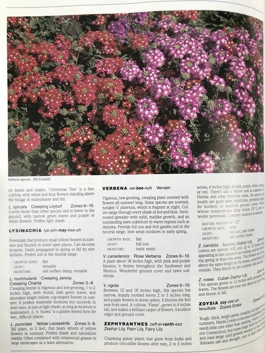 国家植物园精品园林植物名录 数百幅彩色插图 精装16开 商品图14