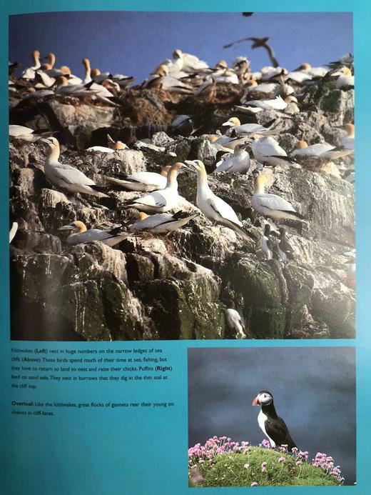 海洋生命图集 数百幅彩色插图 平装大16开 商品图14