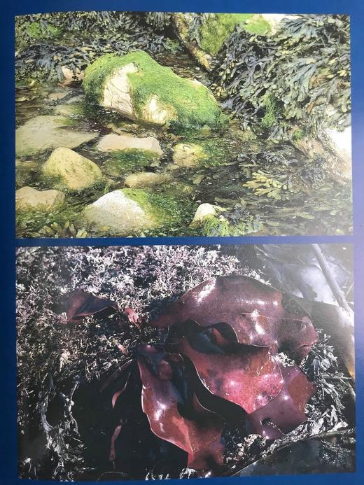 海洋生命图集 数百幅彩色插图 平装大16开 商品图12