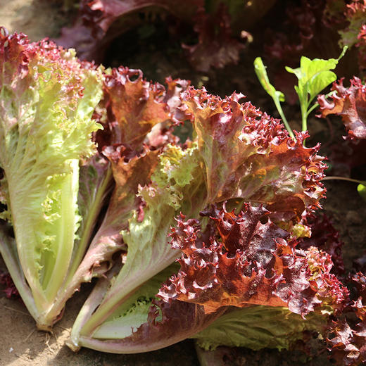 农家紫叶生菜  每日现摘   叶质脆嫩  口感微苦  适合做沙拉 300g 商品图5