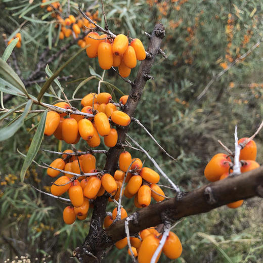 冻干沙棘全果粉（有机原料加工） 商品图5