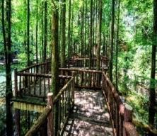 华顶国家森林公园门票2张 商品图1