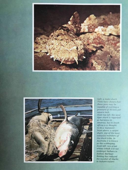 海洋生命图解指南 数百幅彩色插图 精装大16开 商品图12