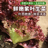 农家紫叶生菜  每日现摘   叶质脆嫩  口感微苦  适合做沙拉 300g 商品缩略图0
