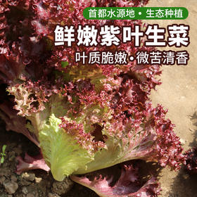 农家紫叶生菜  每日现摘   叶质脆嫩  口感微苦  适合做沙拉 300g