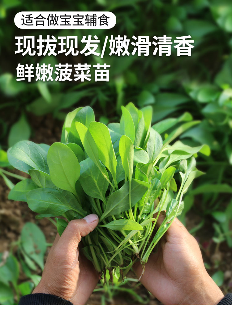 菠菜苗可以吃吗图片