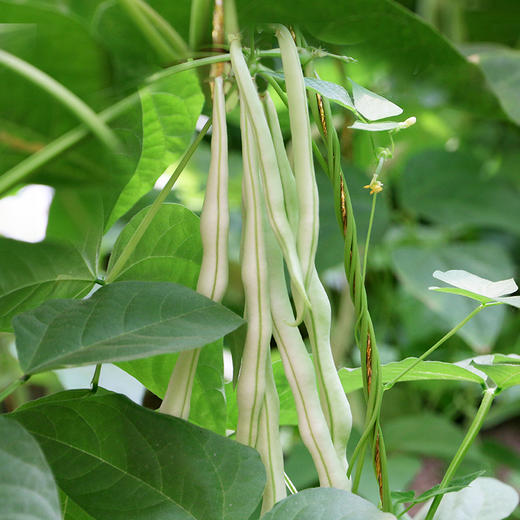 每日现摘  农家白不老豆角 新鲜水嫩  无老丝  口感鲜嫩、肉厚  适合炖肉、炒食  下饭优选  架豆角  400g 商品图6