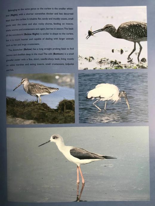 海洋生命图集 数百幅彩色插图 平装大16开 商品图13