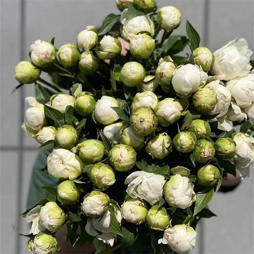 布雷明顿博士芍药5支 商品图5