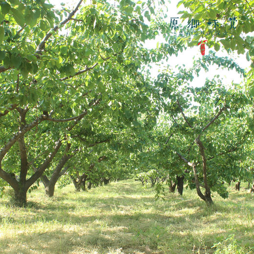 生态大黄杏（基地直发-顺丰包邮）｜4.5斤/箱，来自山西运城，生产者：蒲韩新青年公社【合作生产，公平贸易】 商品图5
