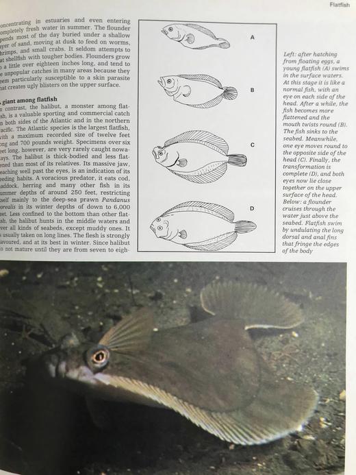 海洋生命图解指南 数百幅彩色插图 精装大16开 商品图6