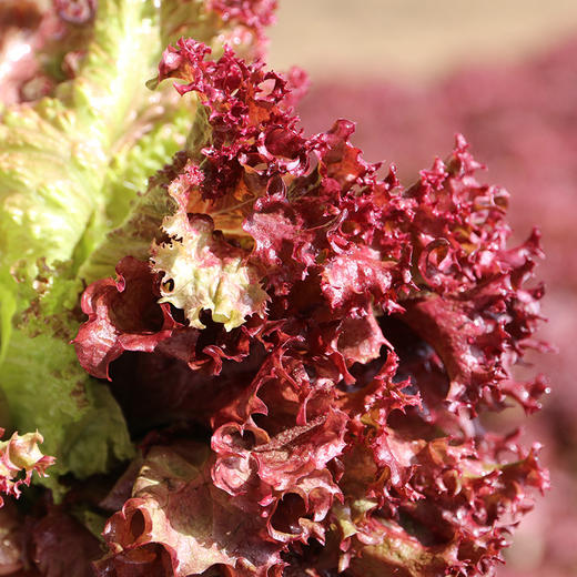 农家紫叶生菜  每日现摘   叶质脆嫩  口感微苦  适合做沙拉 300g 商品图7