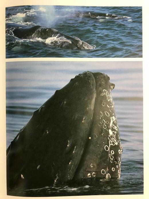 海洋生命图集 数百幅彩色插图 平装大16开 商品图8