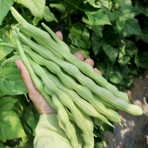 每日现摘  农家白不老豆角 新鲜水嫩  无老丝  口感鲜嫩、肉厚  适合炖肉、炒食  下饭优选  架豆角  400g 商品图4