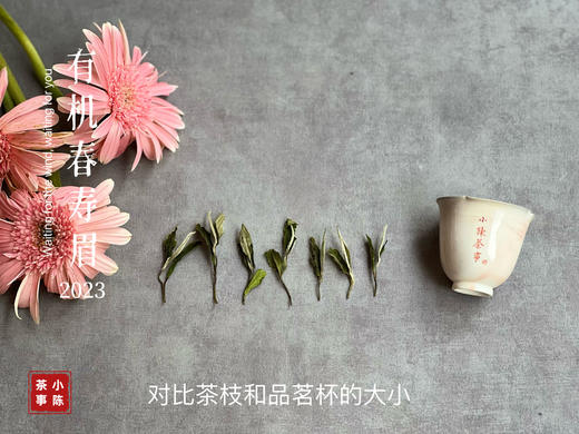 【2023春茶来了】干旱之年的2023有机春寿眉生出了白牡丹的鲜花香，又鲜，又嫩 商品图2