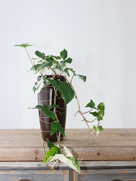 白锦合果芋 商品图1