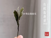 【2023春茶来了】干旱之年的2023有机春寿眉生出了白牡丹的鲜花香，又鲜，又嫩 商品缩略图3