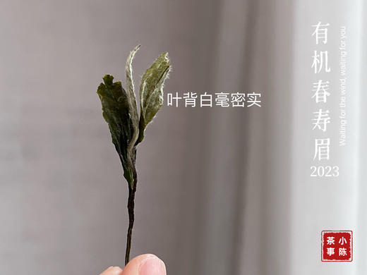 【2023春茶来了】干旱之年的2023有机春寿眉生出了白牡丹的鲜花香，又鲜，又嫩 商品图3