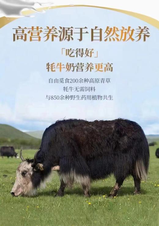 红原●有机牦牛奶粉(白罐) 商品图7