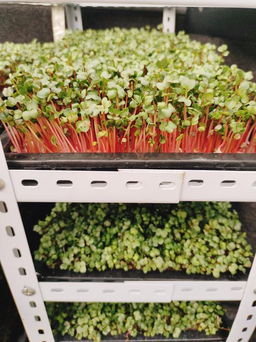 萝卜苗一盆（拼团） 商品图1