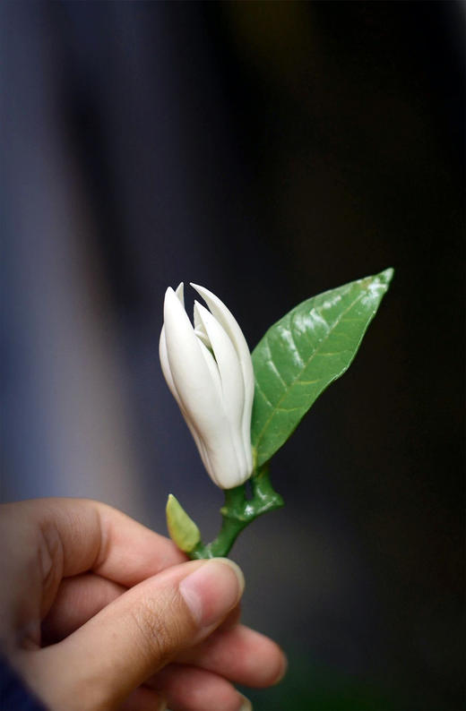 手捏瓷花°翠叶白玉兰 商品图1