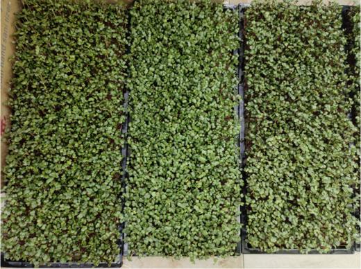 萝卜苗一盆（拼团） 商品图2