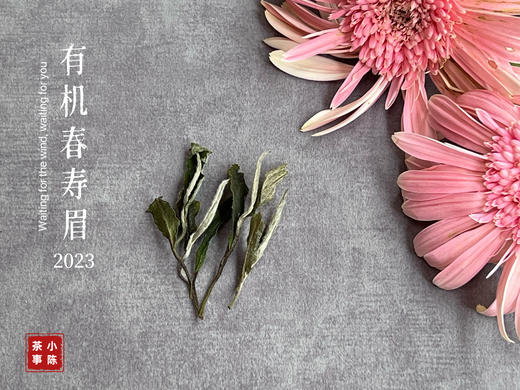 【2023春茶来了】干旱之年的2023有机春寿眉生出了白牡丹的鲜花香，又鲜，又嫩 商品图5