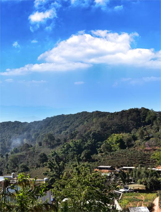 【落水洞】2020年普洱生茶茶叶云南易武古300茶饼357g 商品图2